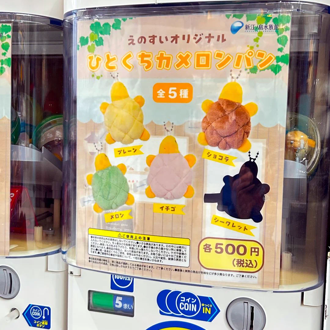 新江ノ島水族館 on X: 