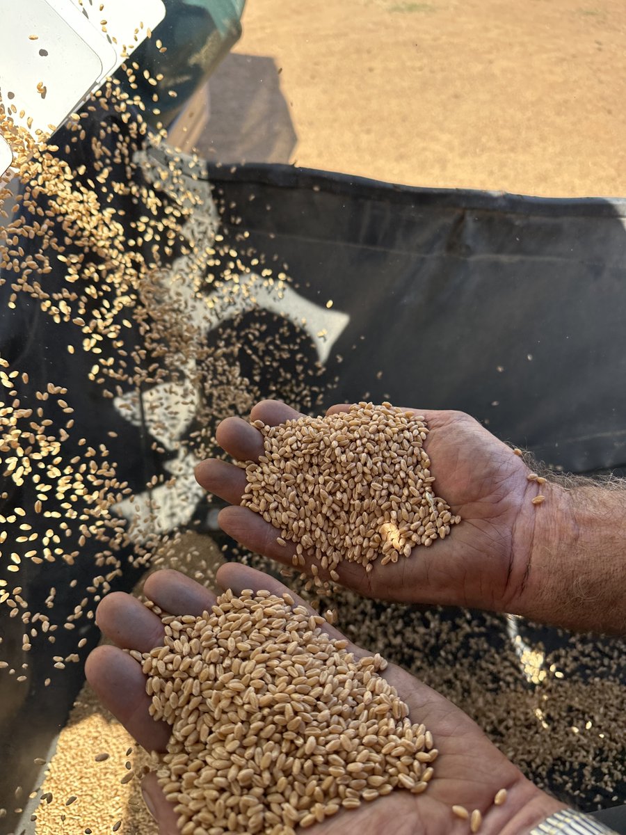 Keeping the heaviest grain for seed so easy with air separation.