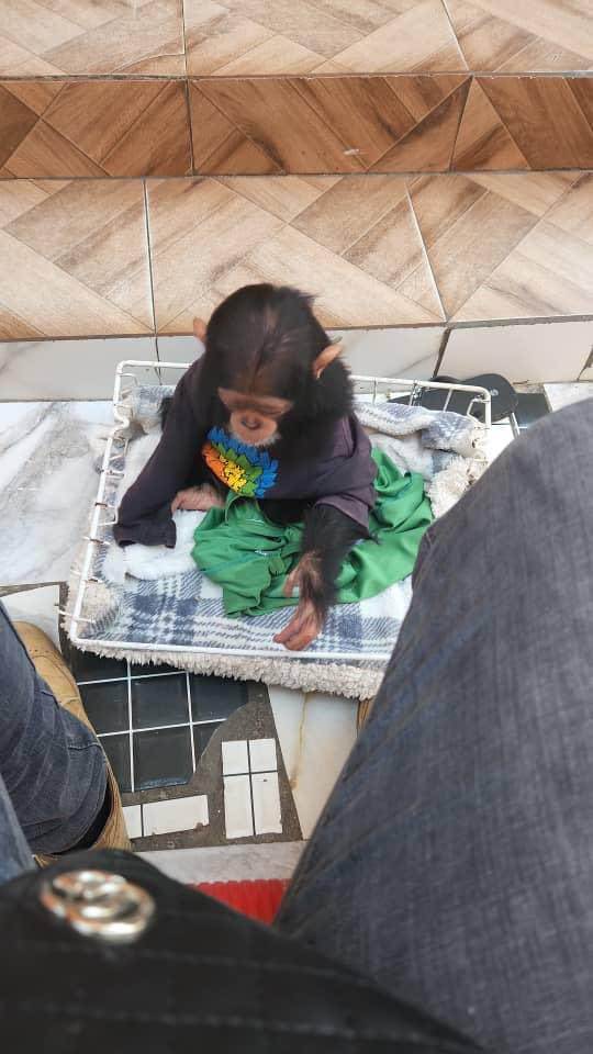 Amini16's tweet image. In the war-torn #DRCongo, we faced unimaginable challenges rescuing two chimpanzees. While one tragically passed away, we successfully saved the other—a young male who will now find sanctuary. This mission shows the power of perseverance, unity, and compassion @IccnRdc @ConservC