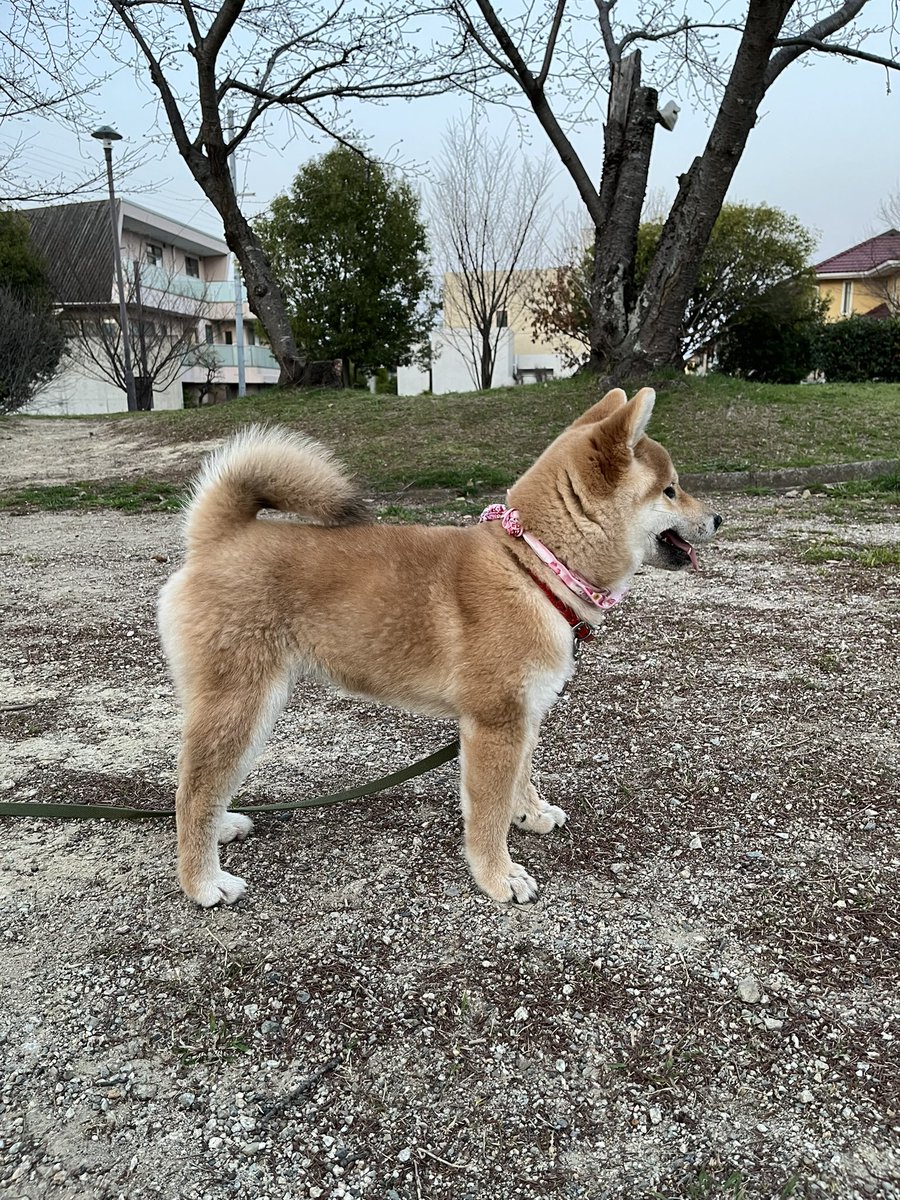 柴犬こめ1歳 tweet media