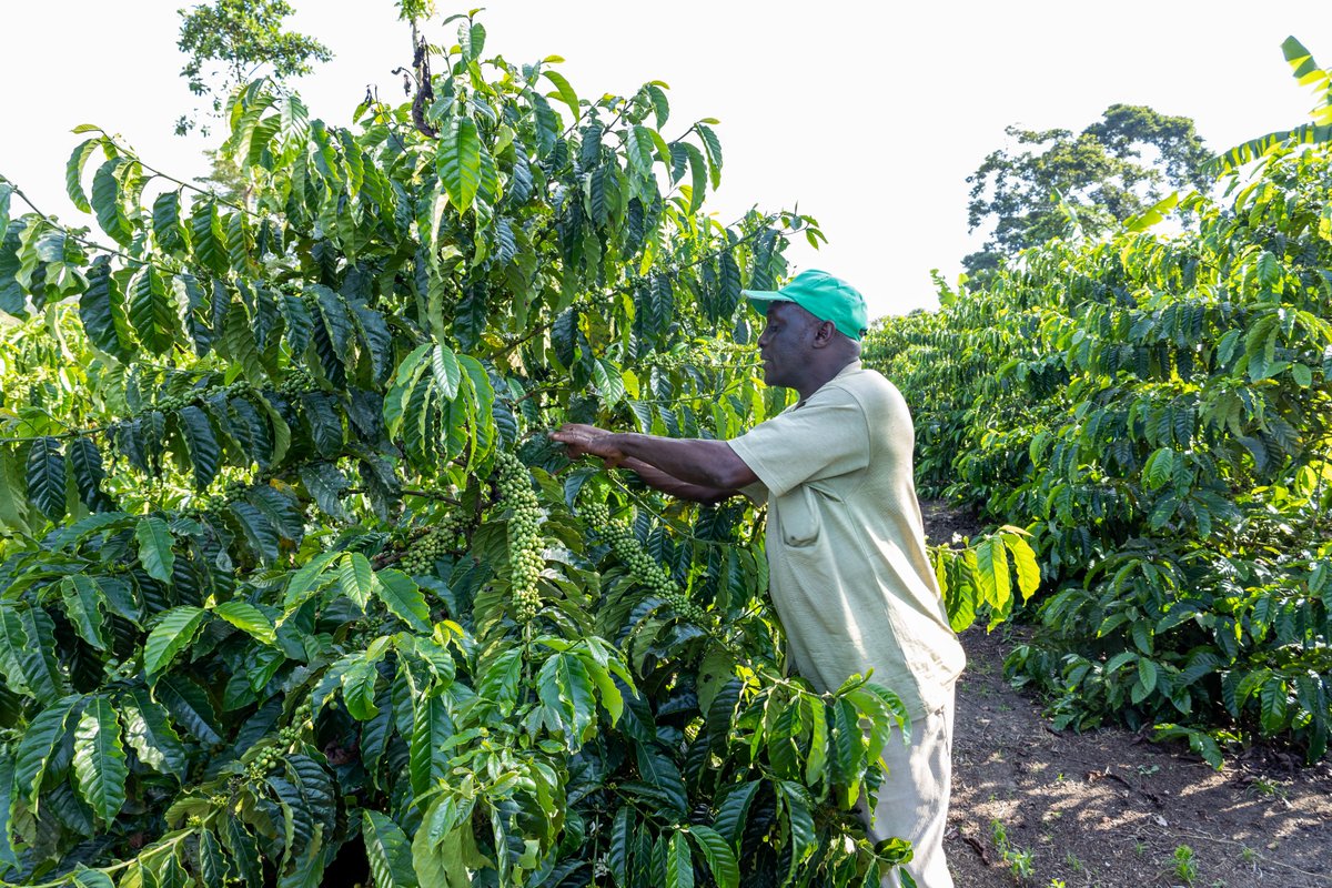 ZicofeOfficial's tweet photo. Ever wonder exactly where your delicious coffee comes from? 🤔 At ZICOFE, traceability is key!

One of our biggest goals is ensuring we can trace coffee right back to our partner farmer organizations. 

Why? Because we believe in transparency, sustainability, and delivering the highest quality Ugandan coffee, ethically sourced from bean to cup. Cheers to conscious coffee! ☕🇺🇬
