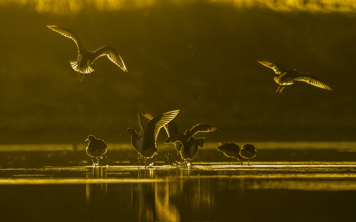javad_rostami_a's tweet photo. Gm gm bird lovers🕊️✨

 @salvor_io 
Last bid 0.36 AVAX @nahueth
Outbid @cryptoguy777 
First bid @DimiFW_eth
#salvor

Thanks a lot frens, very appreciate your attention to my work 🙏

Auction ends In 1 day and 2 Hours⤵️ https://t.co/wStXgp12yi