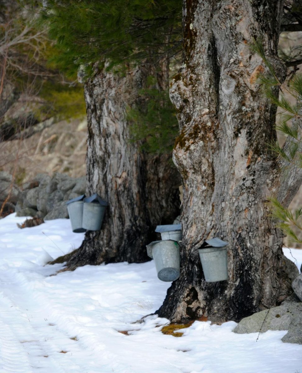 🍁 Maple syrup season is here!
⁠
Did you know it takes 40 gallons of sap to make just one gallon of syrup?⁠ Would you try tapping a maple tree yourself?
⁠
#BackToNature⁠
⁠
📸 Matt Barnard / Pexels