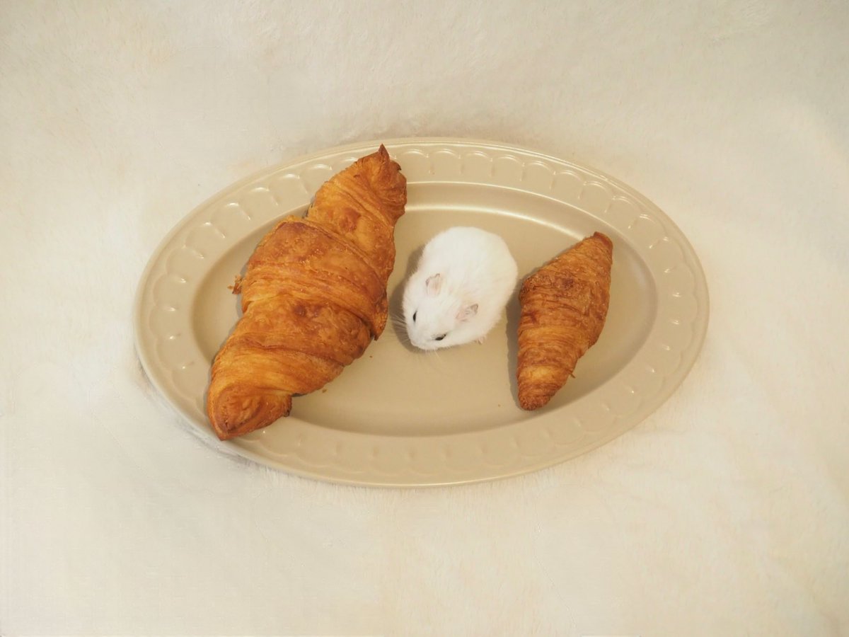 ore_tororo's tweet photo. 🥐 ⚪ 🥐

#ｵﾚﾄﾛﾛ https://t.co/7Z6bZCCxXa