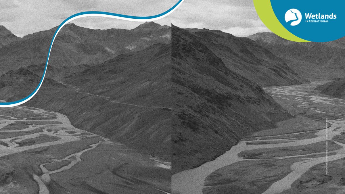 💦Wetlands recharge underground aquifers by allowing water to seep into the soil, ensuring a steady supply of fresh water. Losing wetlands means losing our natural water banks!🦆

Preserving them means better water security &amp; resilience to climate change! 🌊🏞️

#WetlandWednesdays