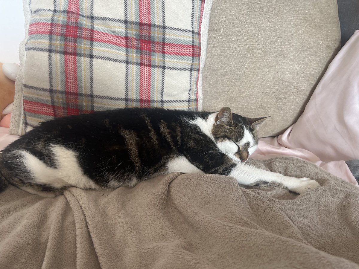 olbma's tweet image. Today Rose will be getting a consultation, meds (probably), and an X-ray ONLY because everyone was willing to pitch in.

YOU made this available to us, YOU gave Rose higher chance of making it through this. 

Big day ahead of us, wish her luck :))