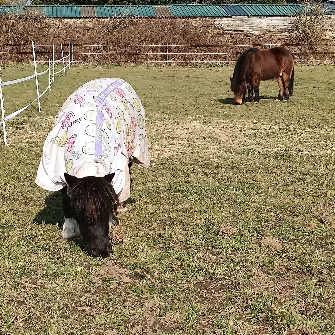 Our new little cuties, Tilly and Spring enjoy the sunshine!
This pair are already making an impact on the young people we support.  Some of our primary age children are intimidated by the bigger horses, but find a friend and connect with the littlies!
#equinetherapy #horsetherapy