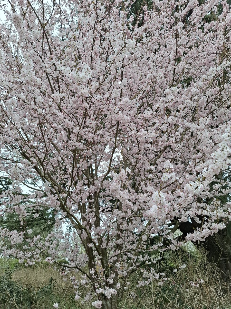 Prunus 'Pandora' .Eine wunderschöne, früh blühende, einfach rosa Pflanze.