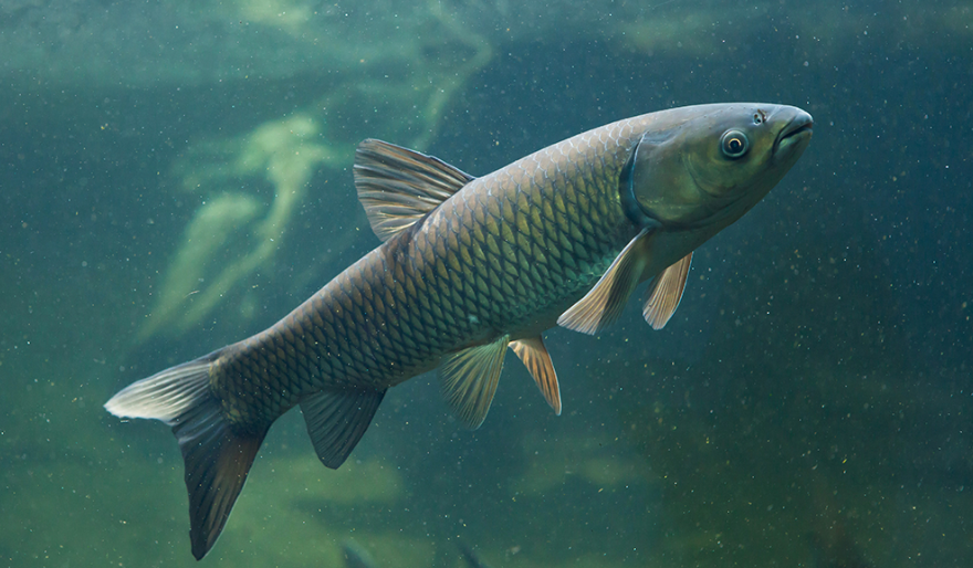🌊🐟 Do the Great Lakes Matter to You? 🐟🌊

Join us TOMORROW (12:00 PM – 1:00 PM) for a deep dive into one of the biggest threats facing the Great Lakes—Invasive Carps! 🚨 These destructive fish could have a devastating impact if they become established here.

🔍 What you’ll