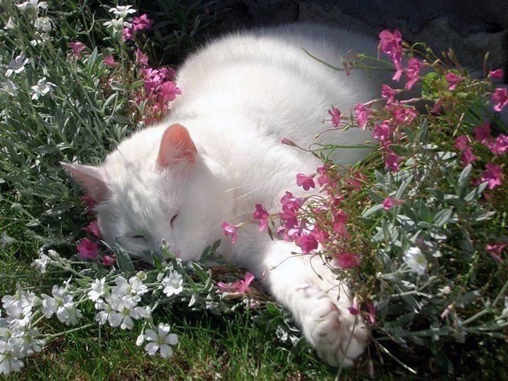 🌿🌼🧺 tweet media