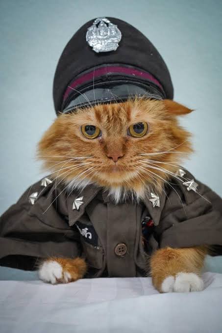 cutemycatmemory's tweet image. 