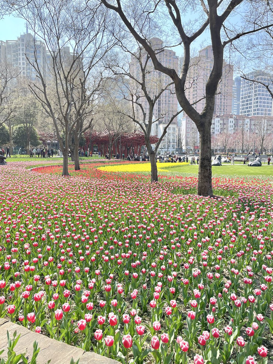 l3eatt's tweet image. รีวิวเซี่ยงไฮ้ 5 วัน งบ 12,xxx บาท รวมทุกอย่าง หลักๆเลยเราได้ตั๋วถูกแบบต่อเครื่อง ค่า รรคืนละไม่ถึง 1,000 เลย ใกล้ metro 300 ม. เอง ค่า metro เที่ยวละ 14 บาทเอง ค่าอาหารเครื่องดื่มกินตามห้าง ไม่แพงมาก ประมาณ 300-400  ต่อมื้อใหญ่ รวมๆชอบนะ ฟีลญี่ปุ่นในราคาถูก เมืองสะอาดมาก