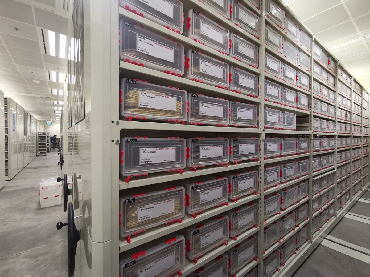 timutteridge's tweet photo. Singapore Herbarium is going to be digitised this year, details and donation opportunities here....

https://t.co/J99u7qtUkk

@nparksbuzz #SBGScience #Herbarium https://t.co/Rgu3B4mJOQ