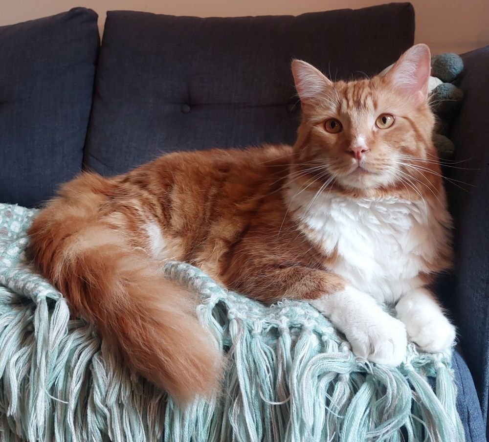 A year of Pip!! 🥰