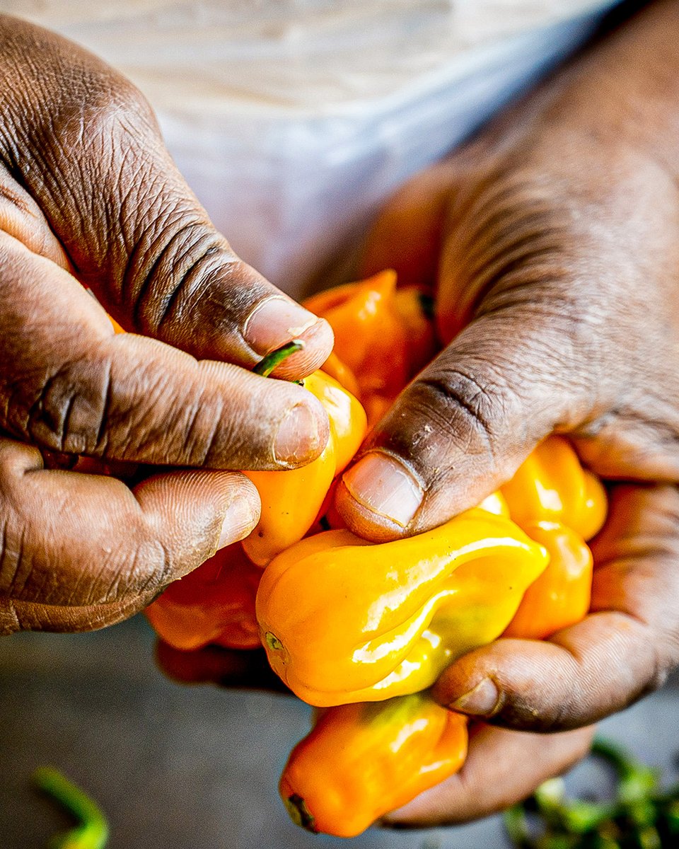 Clean ingredients. Real flavour. No funny business.
🌱 No preservatives
🌶 No pesticides
👩‍🌾 Just honest food that supports our Good Food Eco-System.
Read why our sauces are clean with a cause: blackmambachilli.com/blogs/news/why…