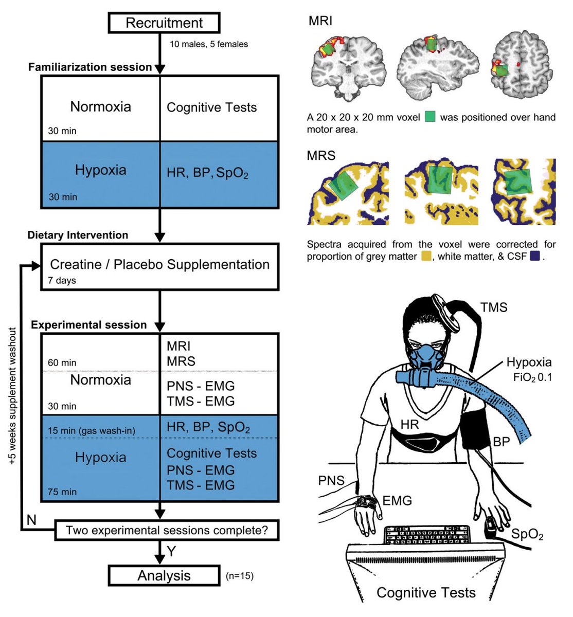 These creatine studies won’t stop.

Researchers starved healthy adults of oxygen (10% O₂ vs 21% in air) for 90 minutes.

Cognitive performance dropped with oxygen deprivation—but was restored in those who preloaded with creatine (20g x 7 days) 🧠
