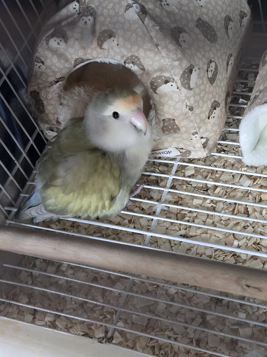 아이 귀여워...
새장 훔쳐보면 지도 올려다봄