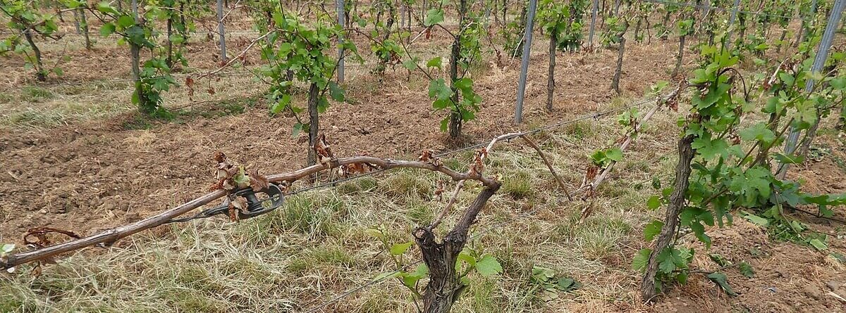 Spring is a delicate time for vines, as #frost can damage buds and young shoots. ❄️ 

Spring #Vineyard Tip 3: Stay alert for frost, and protect your vines with the right frost management methods to safeguard your yield. 

👉Check out frost protection tips: evineyardapp.com/blog/2019/07/0…