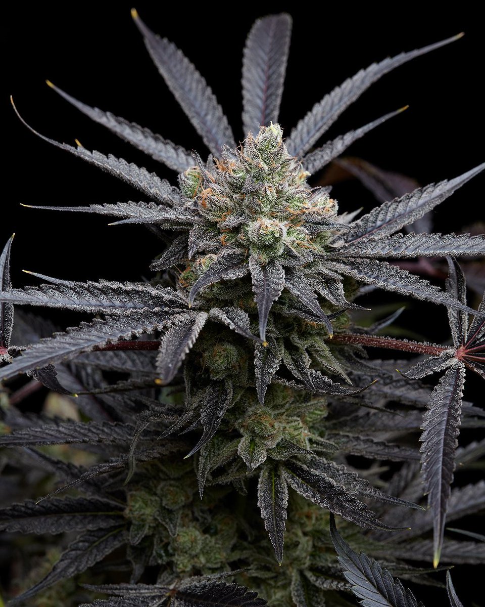 Merlins.B_ tweet media