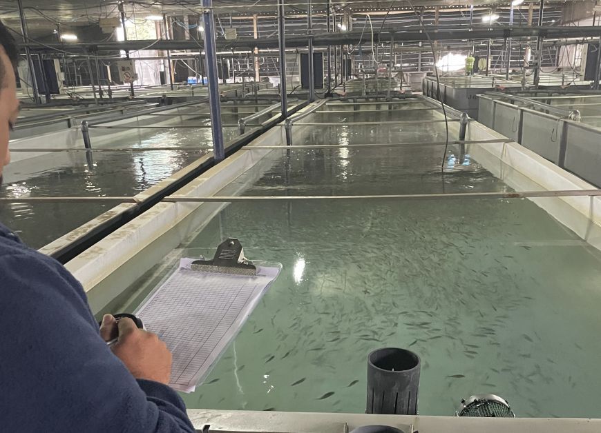 AVRAMAR España reabre su planta almeriense de preengorde de alevines de dorada y lubina buff.ly/NPDGmwR  

La renovadas instalaciones incluyen una hatchery experimental dedicada a la investigación y desarrollo de nuevas técnicas de mejora genética