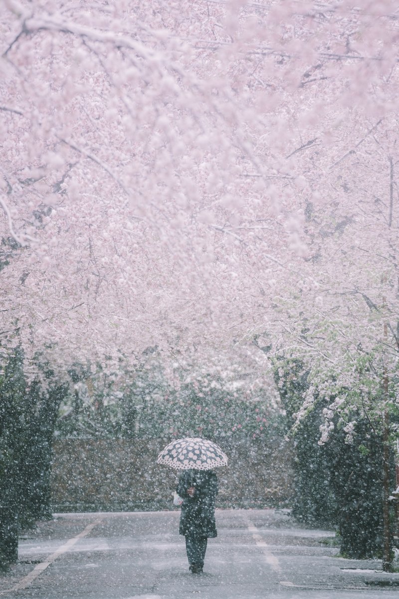 なごり雪に桜