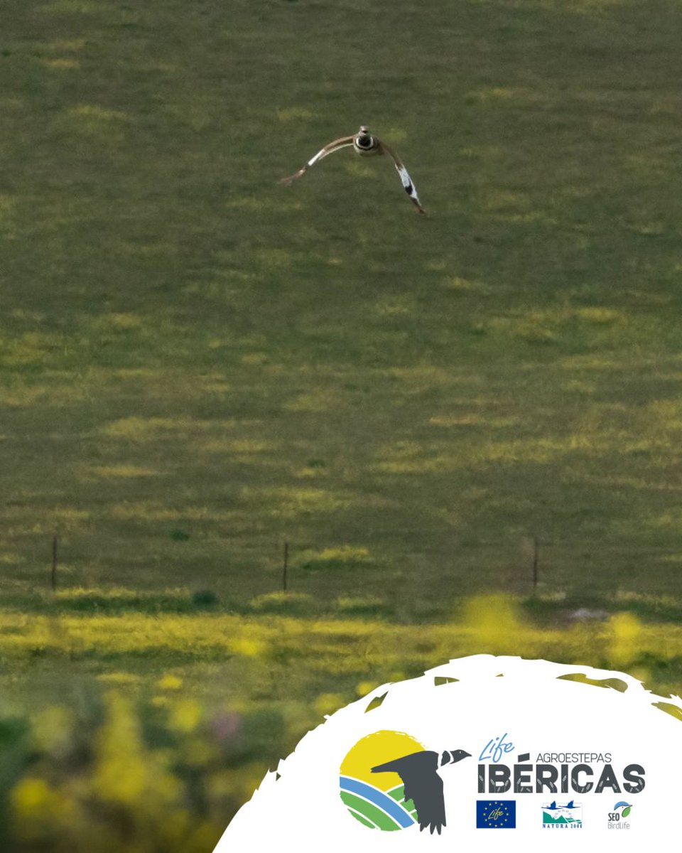 Agroestepas Ibéricas – SEO BirdLife (@agroestepas) on Twitter photo ⚠️Las aves agroesteparias están en grave peligro
El alarmante declive de estas especies en Europa ha encendido las alarmas. A través de un estudio liderado por Cristian Pérez-Granados y <a href="/SEO_BirdLife/">SEO/BirdLife</a>, se han identificado diez acciones prioritarias para su conservación. ⚠️Las aves agroesteparias están en grave peligro
El alarmante declive de estas especies en Europa ha encendido las alarmas. A través de un estudio liderado por Cristian Pérez-Granados y <a href="/SEO_BirdLife/">SEO/BirdLife</a>, se han identificado diez acciones prioritarias para su conservación.