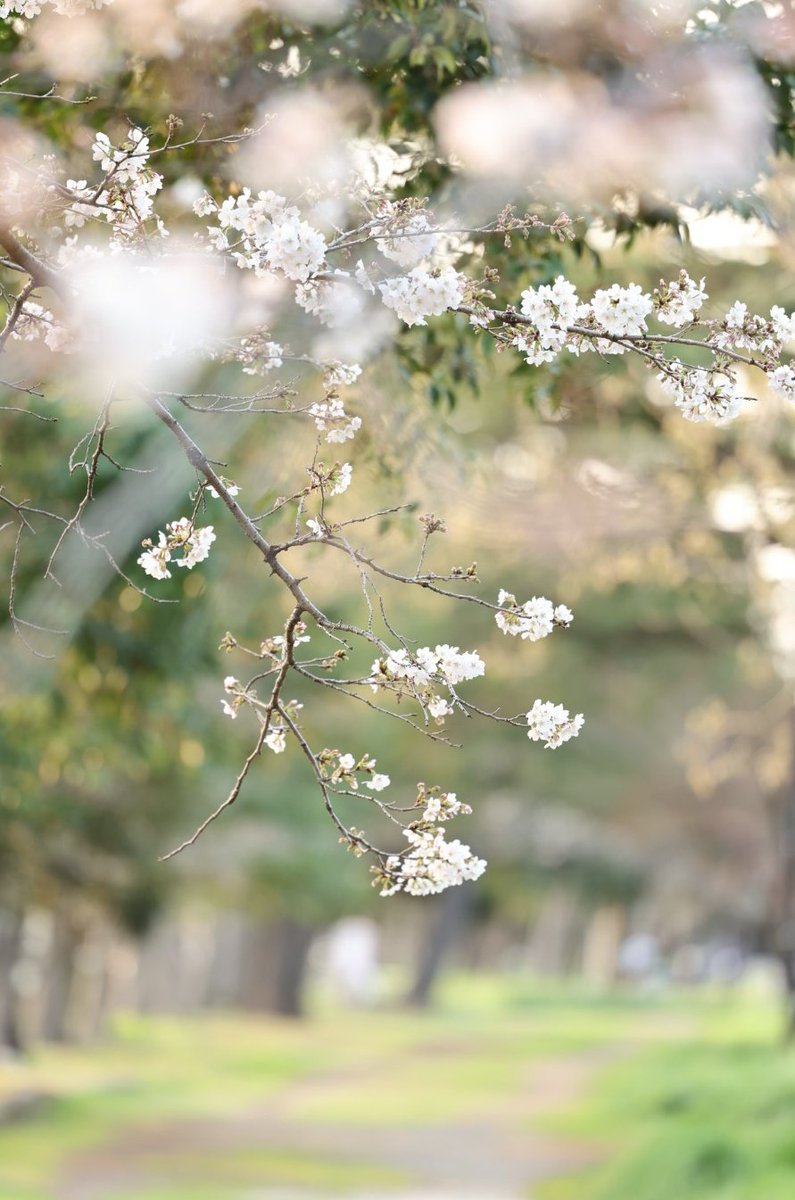 桜が咲いた
それだけで嬉しくなる

 #TLを花でいっぱいにしよう