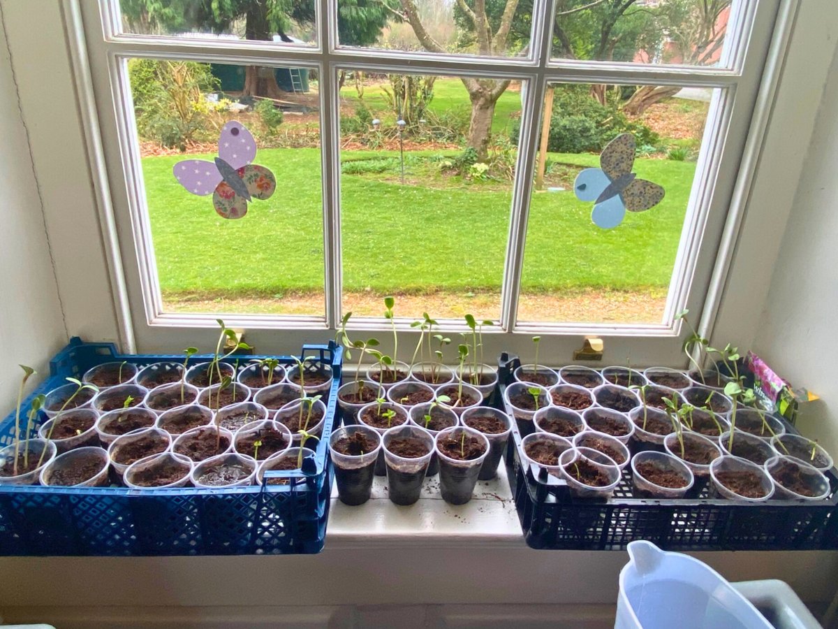 This month individuals at Pirton Grange came together for World Plant a Plant Day to plant new seeds, and everyone was delighted to see the seeds sprout this week as a result of the exceptional care the people we support have provided to help them grow.

#Worcester #ABI