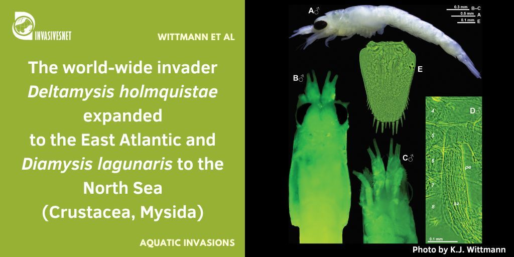 Invasivesnet's tweet image. Non-indigenous mysids in the North Sea Canal, where a large number of non-native species have been detected. Shipping has facilitated the transport of many of these, including the two newly reported mysids described herein. Open access 👇 buff.ly/4XZhbi9 #INVASIVESNET #AI