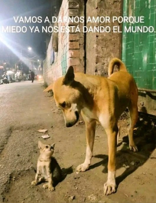 Por un gran día de mucha empatía y amor del bueno para todos.
Recuerden si pueden hacer el bien sin mirar a quién, amen a sus mascotas. Dios nos bendice y protege. ☕🙏💙