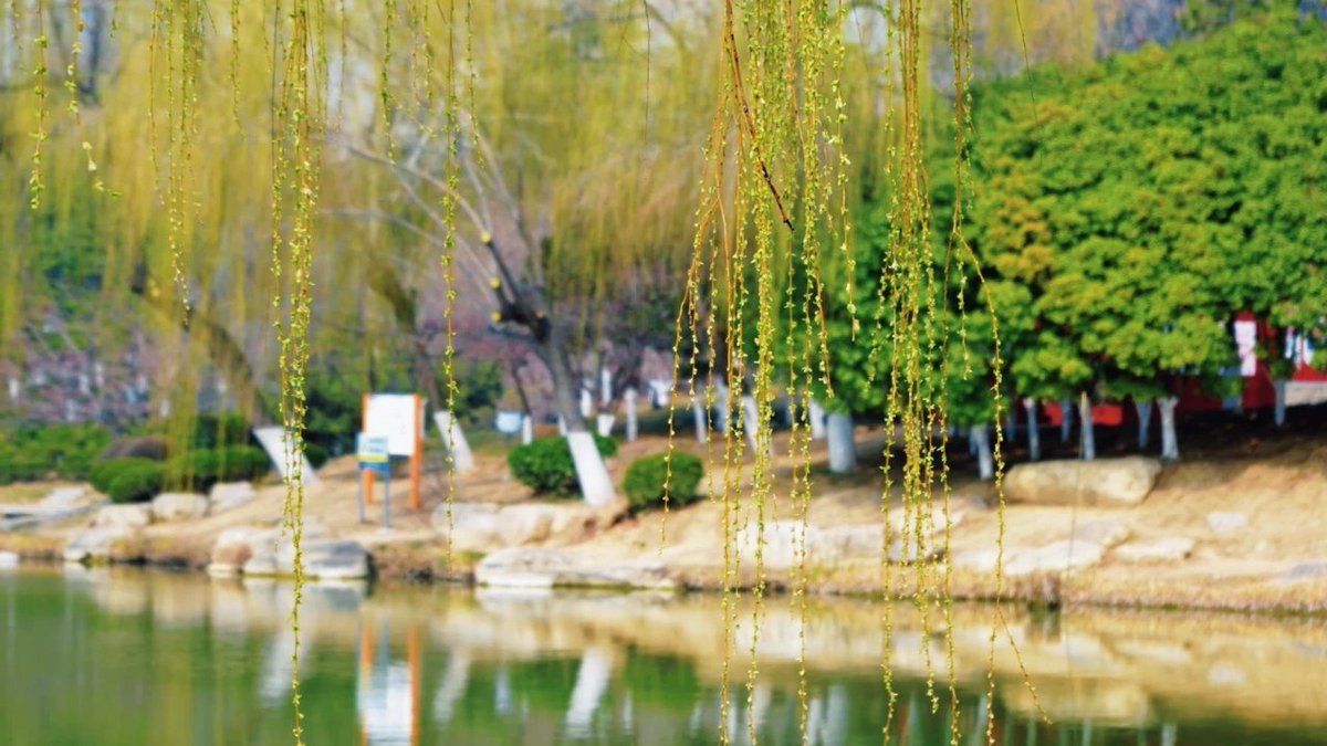 jining_i68085's tweet image. 🌸🏞️ Spring blooms explode at Rencheng Wetland Park! 🌟 Magnolias paint the landscape in snowy white &amp;amp; lavender hues, petals dancing in fragrant breezes. Wander through dreamy floral tunnels – pure springtime magic! 🌬️📸
 
#SpringEscapes #NatureBeauty #JiningGardens