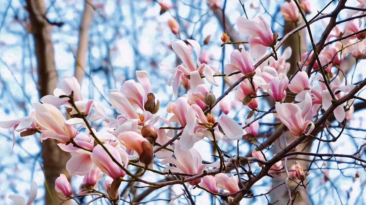jining_i68085's tweet image. 🌸🏞️ Spring blooms explode at Rencheng Wetland Park! 🌟 Magnolias paint the landscape in snowy white &amp;amp; lavender hues, petals dancing in fragrant breezes. Wander through dreamy floral tunnels – pure springtime magic! 🌬️📸
 
#SpringEscapes #NatureBeauty #JiningGardens