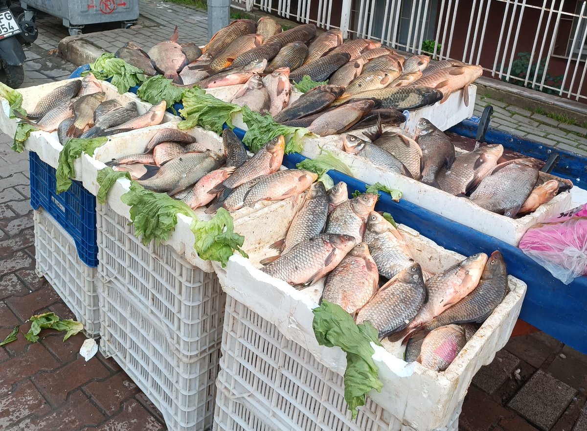 Pes etmek yok yola devam  konum beli