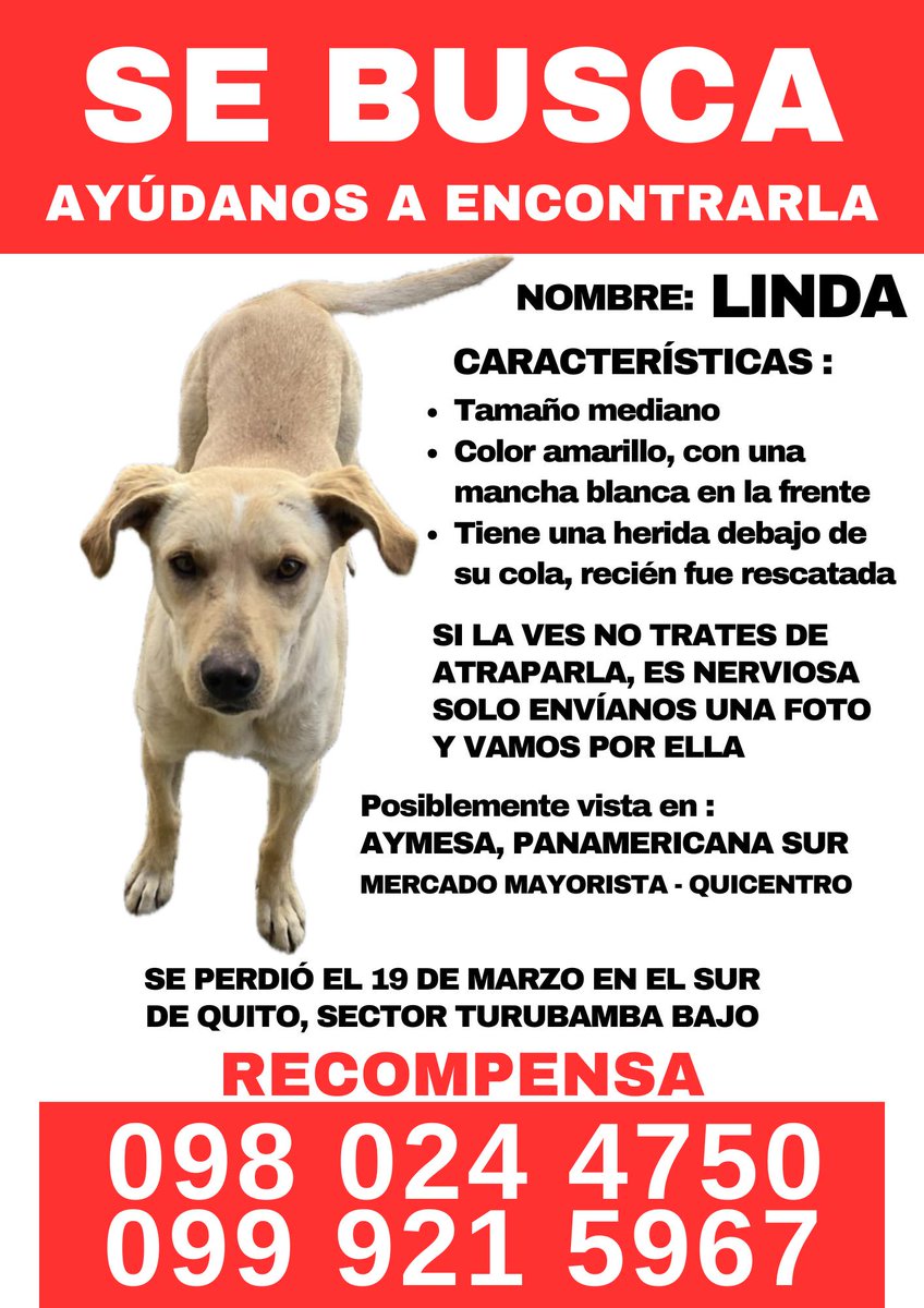 #PERDIDA #QUITO
Nombre: #LINDA
Fecha: 19/03/25
Sector: Sur, Turubamba Bajo, Parque de la Calle Oe2
Sexo: Hembra
Raza: Mestiza
Obsv.: Mancha blanca en su frente; herida debajo de su cola, fue recién rescatada
Contacto: 0999215967
SE OFRECE RECOMPENSA
#AlertaMePerdí