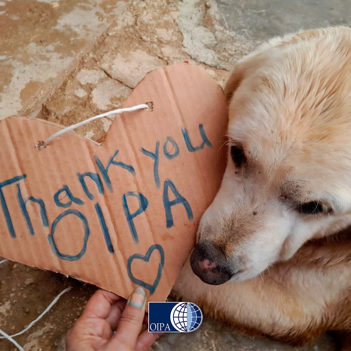 We're very happy to have delivered almost 3tons of dogs food to STAR, a Syrian shelter that needs fund to feed its poor guests 🐶🤍 
Finally some good news! #syria #syriandogs