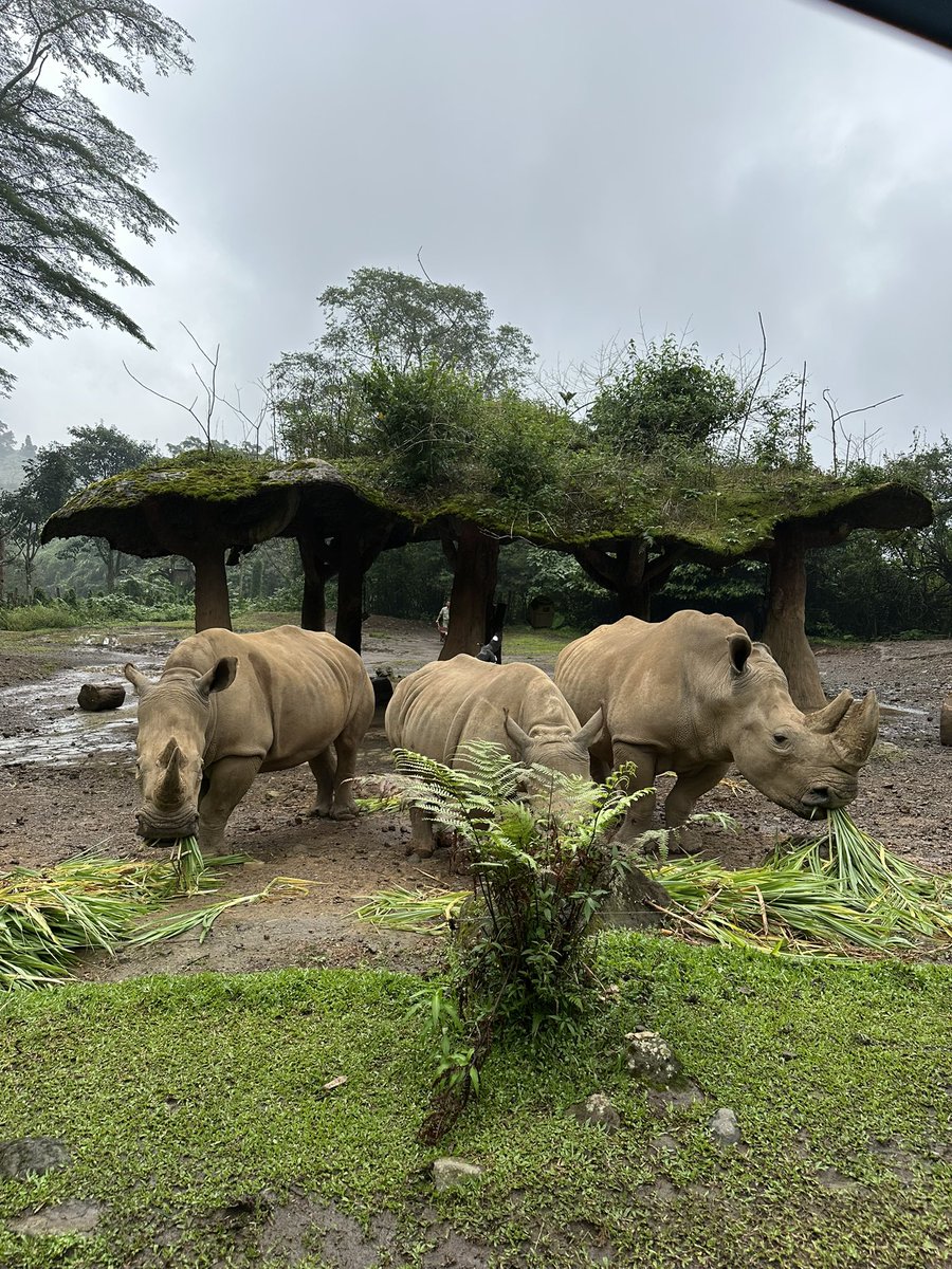 jasonhalim's tweet photo. taman safari https://t.co/ZEIL7CfIXA