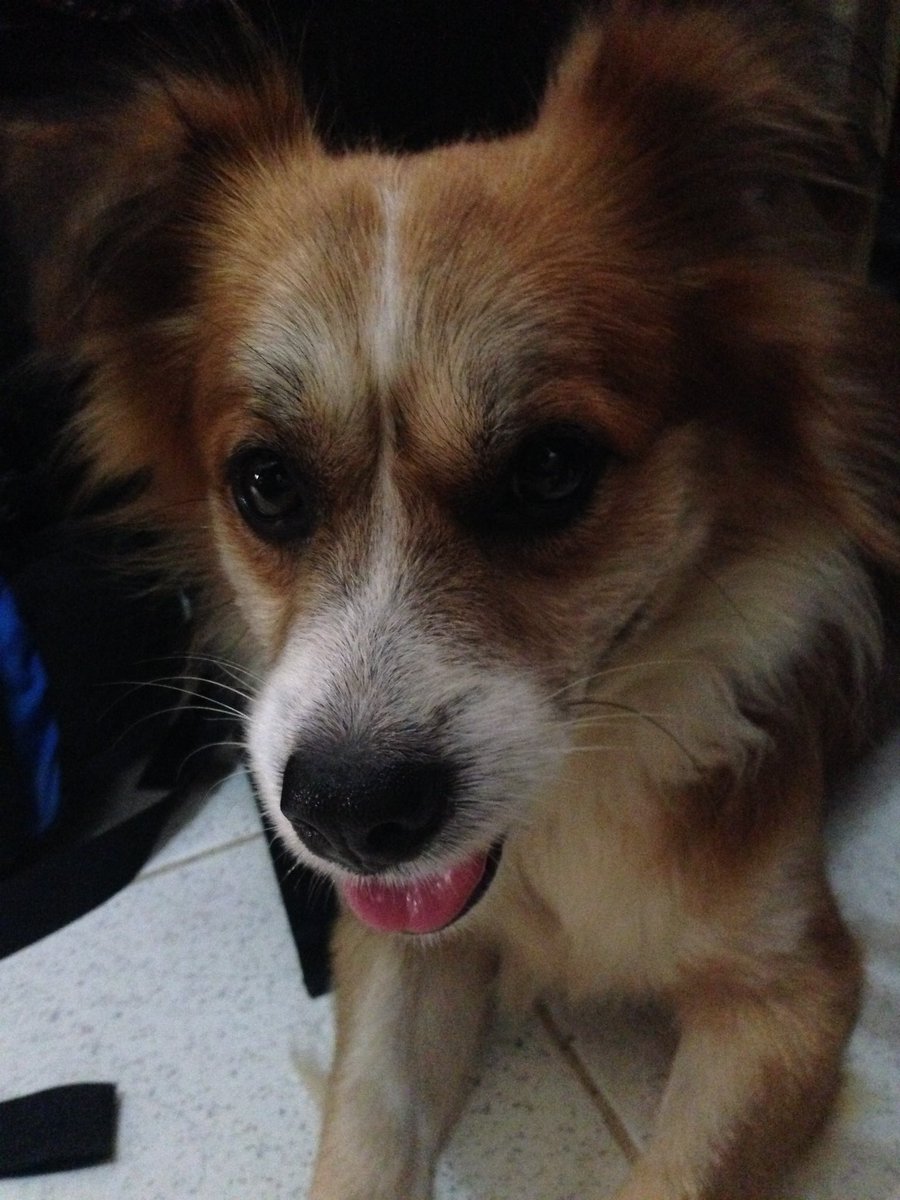 wayfaerrer's tweet photo. I loved you for your whole life &amp; I’ll miss you for the rest of mine, Bud. loving you changed me &amp; losing you did too.

when we meet again, I hope you’re waiting for me. 🌈

my now buddy in heaven, 🪽 thank you &amp; I’ll miss you so much, my Budee boy. ❤️‍🩹 https://t.co/pU2l5ze8qZ