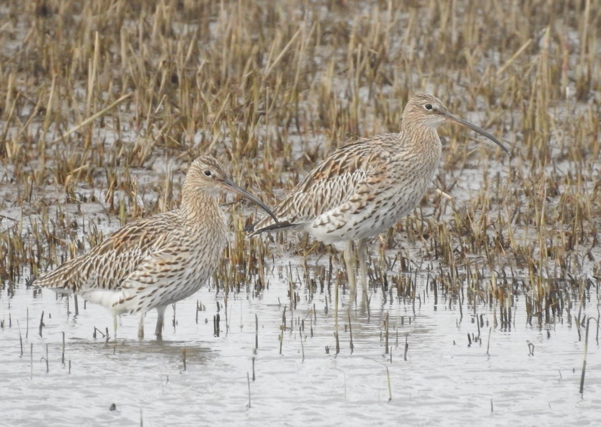 RSPB Blacktoft Sands and the Humber (@blacktoft_sands) on Twitter photo Our usual spring build up of Curlews feeding on the Coastal Wet Grassland are now looking superb in their chestnut tinged breeding plumage. Soon to be on their way east to Scandinavia. <a href="/humbernature/">Humber Nature Partnership</a> #eastcoastwetlands Our usual spring build up of Curlews feeding on the Coastal Wet Grassland are now looking superb in their chestnut tinged breeding plumage. Soon to be on their way east to Scandinavia. <a href="/humbernature/">Humber Nature Partnership</a> #eastcoastwetlands