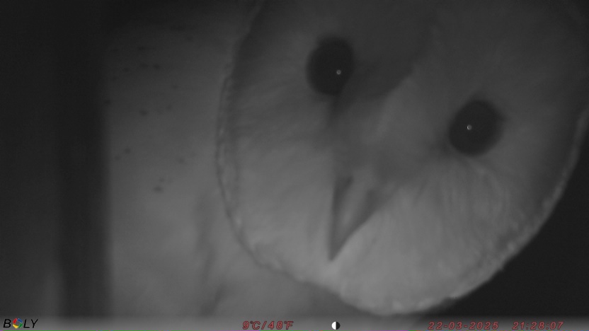 The Game & Wildlife Conservation Trust (@gameandwildlife) on Twitter photo Whoooooooo's there? 🦉
#nestbox #owls #kestrelproject
Remote cameras by <a href="/PerdixDigital/">Perdix Digital</a> <a href="/Perdixwildlife/">Perdix Wildlife Supplies</a>
Image captured by <a href="/fbuner/">Francis Buner</a> as part of his new conservation science project. Whoooooooo's there? 🦉
#nestbox #owls #kestrelproject
Remote cameras by <a href="/PerdixDigital/">Perdix Digital</a> <a href="/Perdixwildlife/">Perdix Wildlife Supplies</a>
Image captured by <a href="/fbuner/">Francis Buner</a> as part of his new conservation science project.