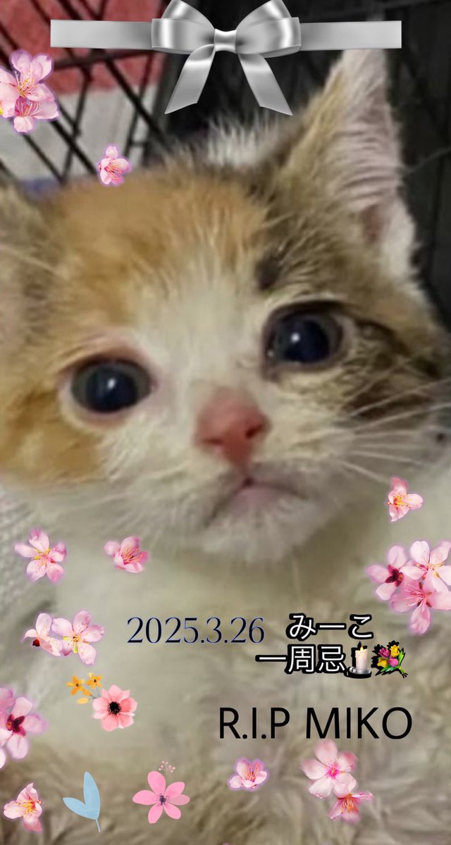 三毛猫~断捨離中~（感謝） 4GJAeR25_200x200.jpg