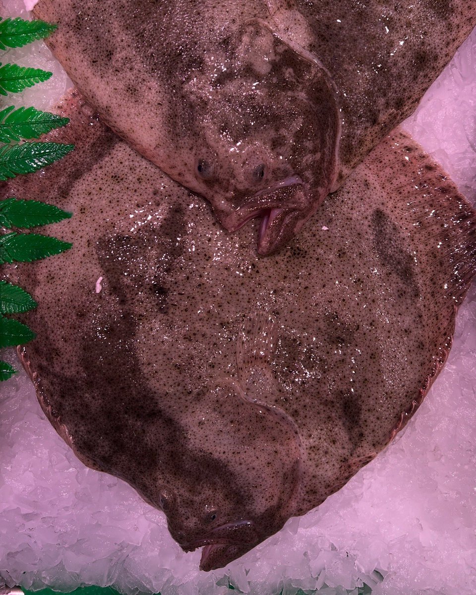 mercatdelesseps's tweet image. 🐟 A la Peixateria Núria trobaràs el millor peix i marisc fresc  per portar a la teva taula. 

✨I recorda, sempre amb els millors consells i propostes per cuinar! 🐟

#nuriapeixateria 
📲 633939184

#Peix #peixfresc #Marisc #Peixateria #BarriDeGracia