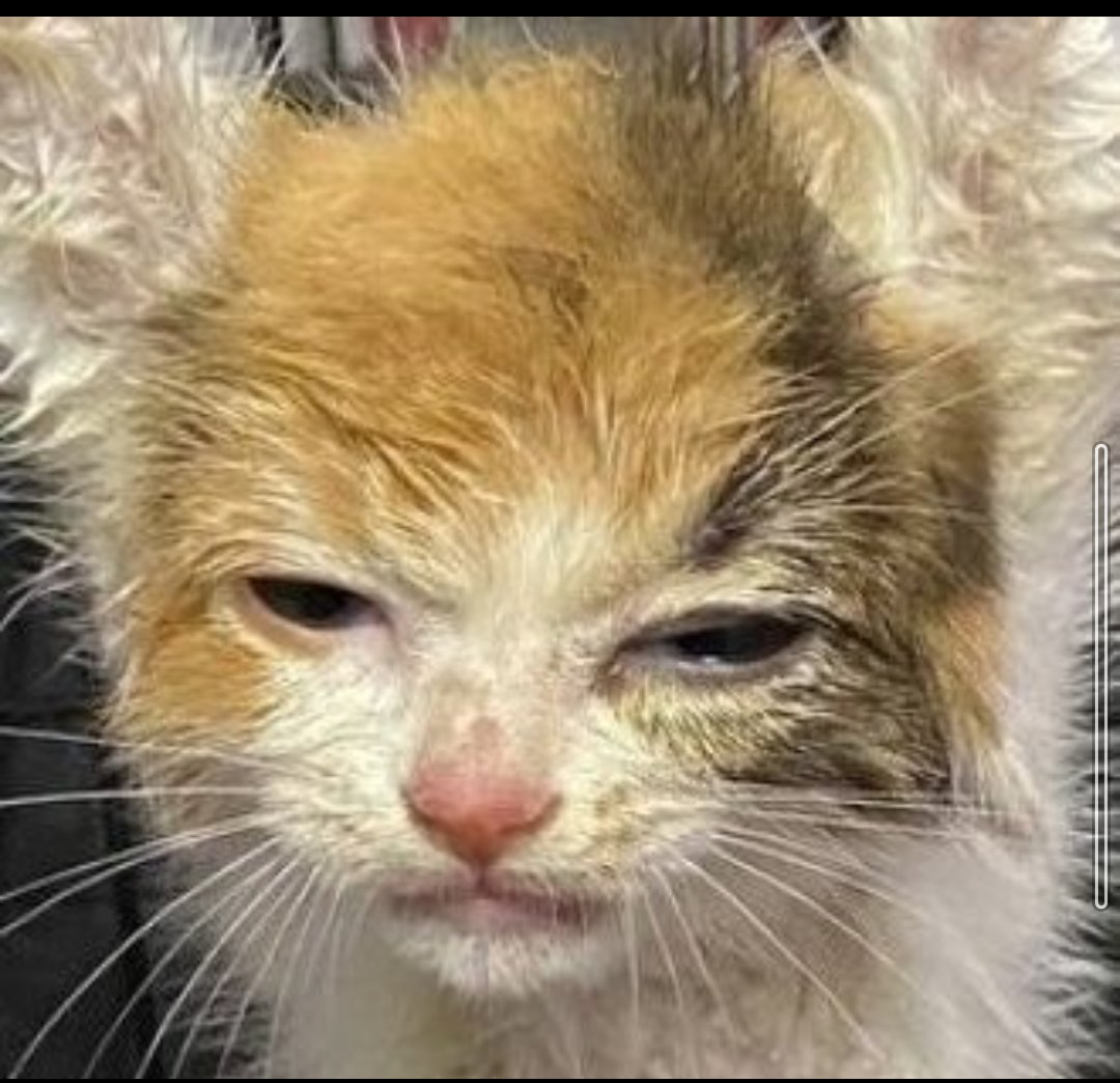 mayumin_sara's tweet photo. 私はこの拷問を動画で見て涙が止まりませんでした
2ヶ月の子猫にする虐待拷問に、怒りがふつふつと沸くと同時に🇨🇳虐待者が如何に人間の心を失っているかを知りました
この事実を伝え抗議し何としてもやめさせなければと…
命を奪われた中国猫に追悼
#みーこを忘れない #fireball
#cowcat牛猫への誓い https://t.co/1a4BXiet1g