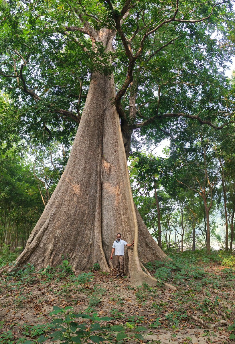 vata_foundation's tweet image. This is one of the most stunning tree in #TheBigTreeQuest list!! We visited the Champion Tree  during October 2024. That was when we were introduced to @kundan_ifs Sir.. it was a meeting where we learnt about #TreeBlindness!! Kundan Kumar Sir, was kind enough to assist us with a…