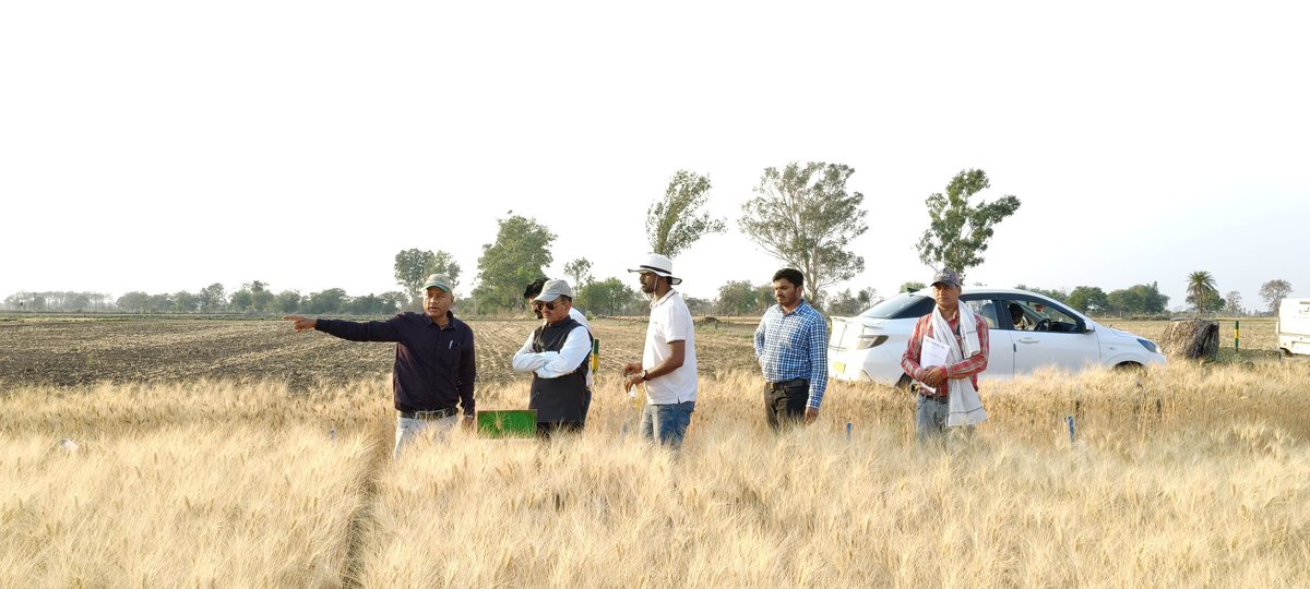 Amit Gautam (@amitdur) on Twitter photo Dr. <a href="/Gysingh5/">Dr. Gyanendra Singh</a> MD <a href="/staragriseed/">StarAgriseeds</a> & former Director <a href="/IcarIiwbr/">ICAR- Indian Institute of Wheat & Barley Research</a> along with Dr.<a href="/vikrantkhare/">vikrant khare</a>,@Ashish visited @durum field <a href="/ICARDA/">ICARDA</a> India to explore new possibilities of collaboration and Joint research in durum wheat crop <a href="/ShivKAgrawal/">Shiv Agrawal</a> <a href="/fillobax/">Filippo Bassi</a> <a href="/BaumBCI/">Michael Baum</a> Dr. <a href="/Gysingh5/">Dr. Gyanendra Singh</a> MD <a href="/staragriseed/">StarAgriseeds</a> & former Director <a href="/IcarIiwbr/">ICAR- Indian Institute of Wheat & Barley Research</a> along with Dr.<a href="/vikrantkhare/">vikrant khare</a>,@Ashish visited @durum field <a href="/ICARDA/">ICARDA</a> India to explore new possibilities of collaboration and Joint research in durum wheat crop <a href="/ShivKAgrawal/">Shiv Agrawal</a> <a href="/fillobax/">Filippo Bassi</a> <a href="/BaumBCI/">Michael Baum</a>