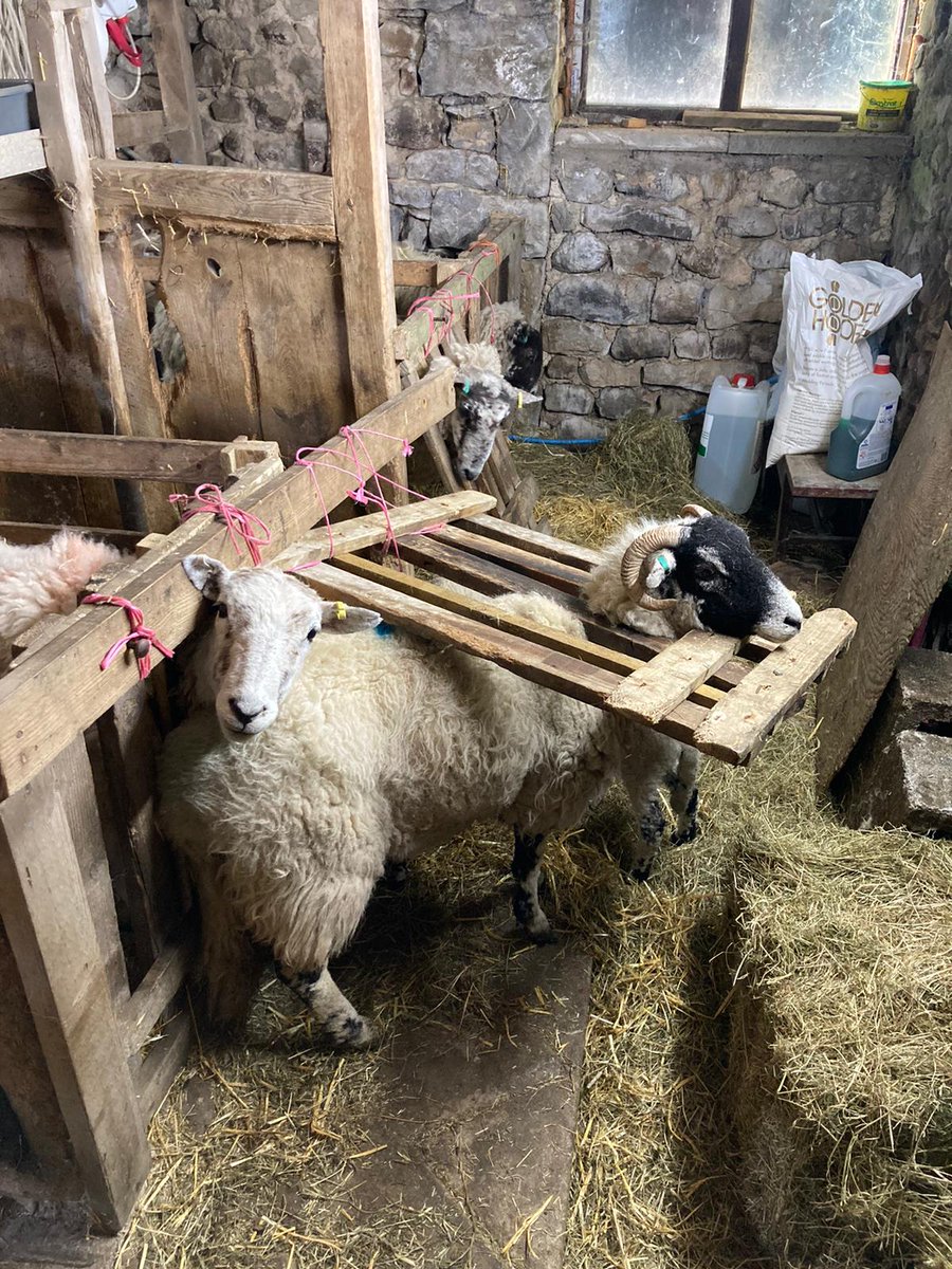 BorderSoftware's tweet image. Using a weigh crate?
 Haven’t got enough hands?👎 
#Bordersoftware hand build their crates to order and have an in-built antenna giving optimal EID for hassle- free reading. 
 Bungee cord on side doors to aid closing
Available on the grant 
Don&apos;t be an APRIL FOOL give us a call☎️