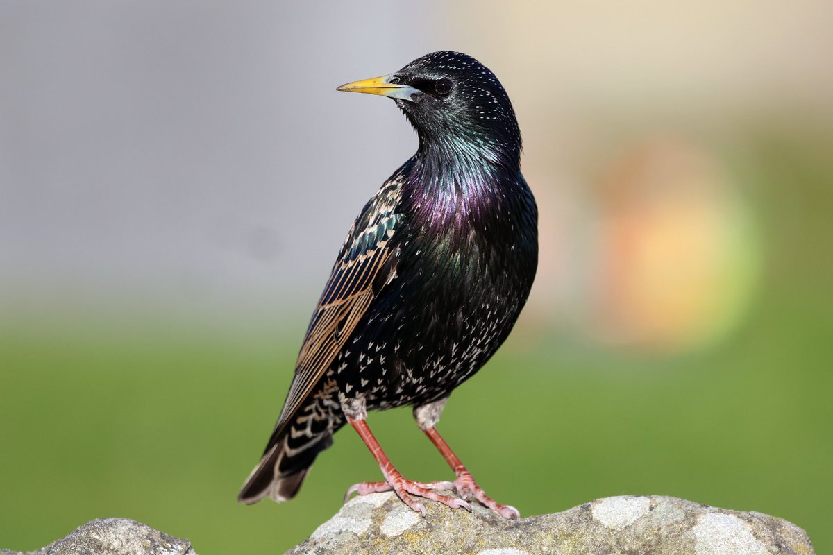 Yesterday’s sunshine captured the wonderful iridescence of this Starling perched on the churchyard wall
