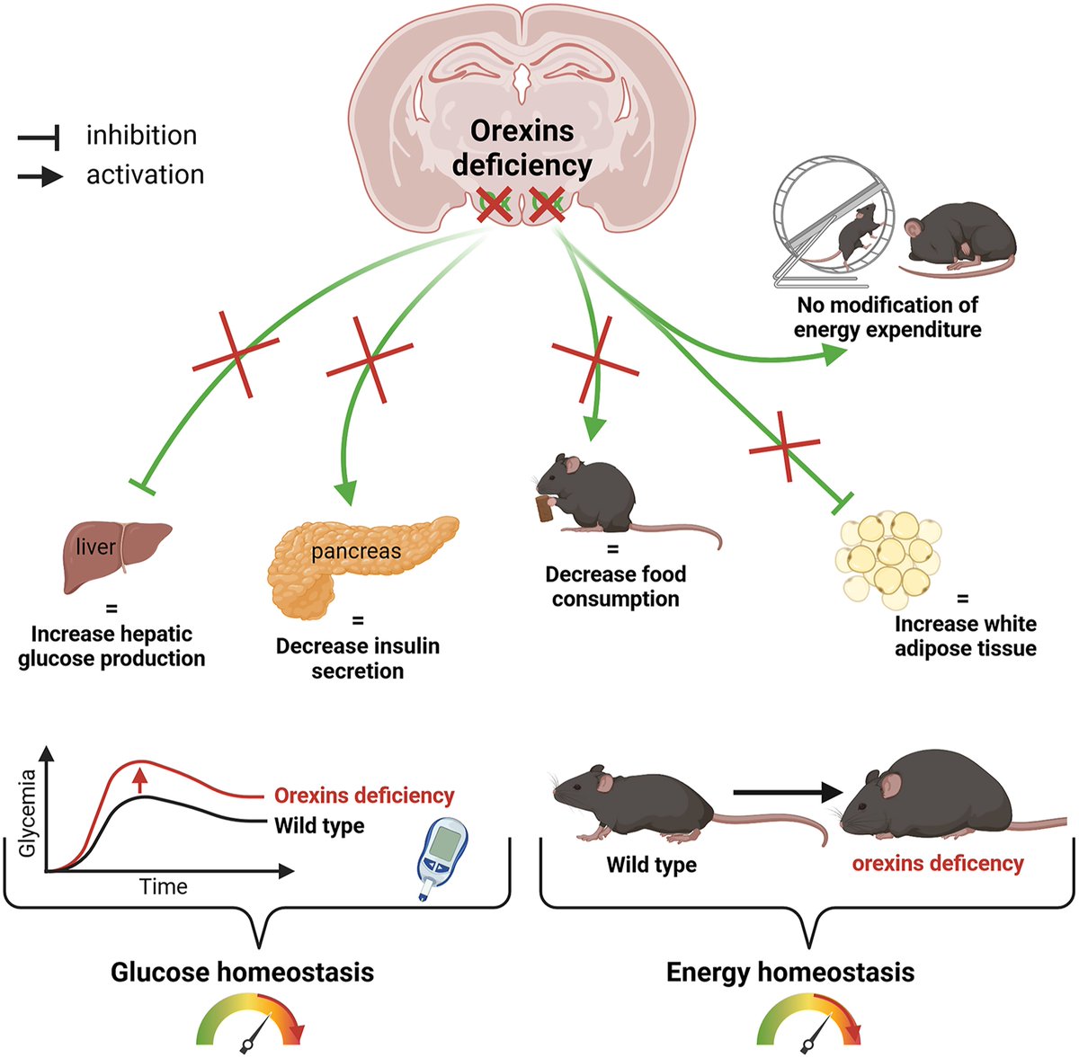 JEndocrinology's tweet image. Read these findings by Mélodie Devère et al. @INSERM_Rouen supporting the idea that dysfunction of the #orexin system may promote #obesity and #diabetes, and could represent an interesting therapeutic target in the context of ‘diabesity’ 👉 doi.org/10.1530/JOE-24…
