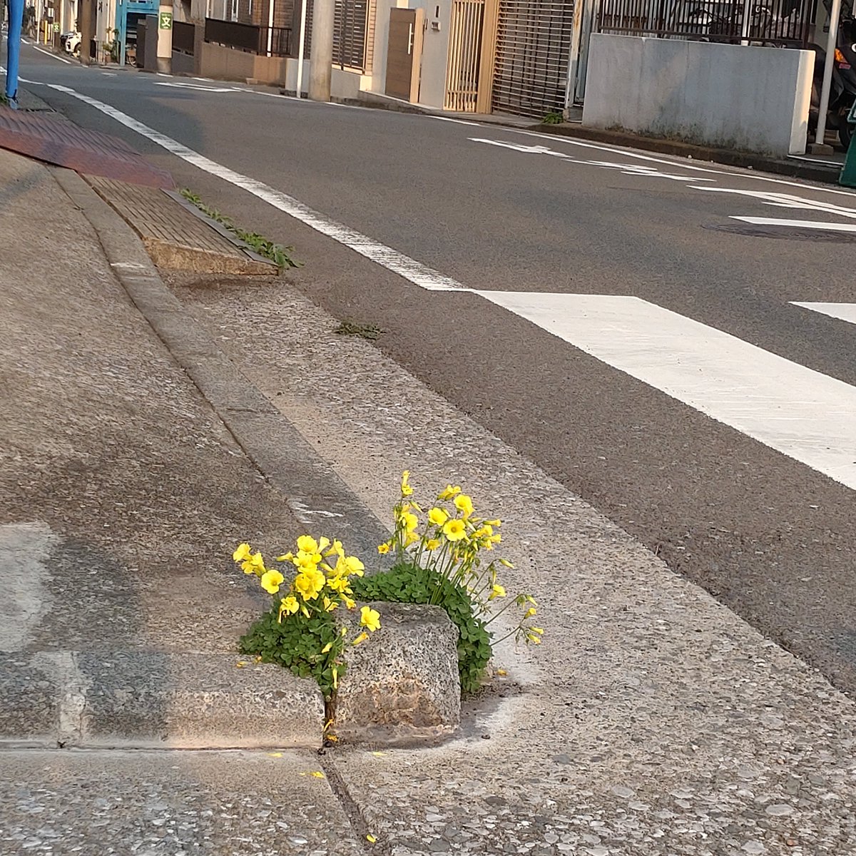 codeiroiro's tweet image. 本日、街角ガーデンに出会いました。
なんか得した気分。