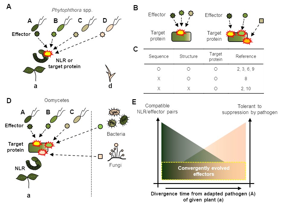 Single plant NLR is able to recognize effectors from a wide range of adapted and non-adapted pathogens #spotlight #MolecularPlant cell.com/molecular-plan…