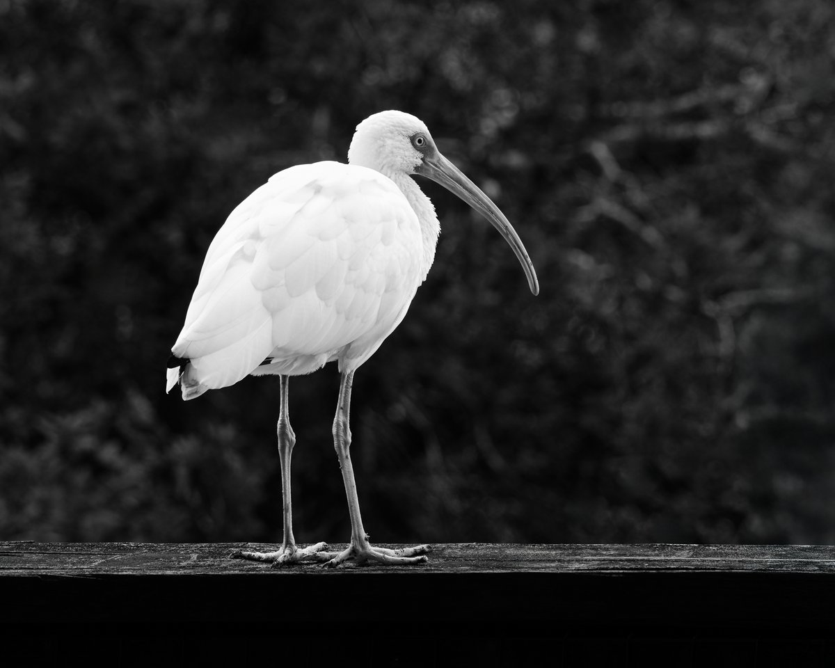 lowbassphotog's tweet photo. In search of the nearest trash can #americanwhiteibis #bird #birds #birdphotography #wildlifephotography #blackandwhitephotography #monochrome #naturephotography #wading #wadingbird #avian #feathers #appicoftheweek #canonfavpic #captureone https://t.co/I1x9aPDudn